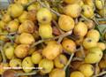 گلابی جنگلی، گلابی وحشی، Japanese medlar, Japanese plum, Chinese plum